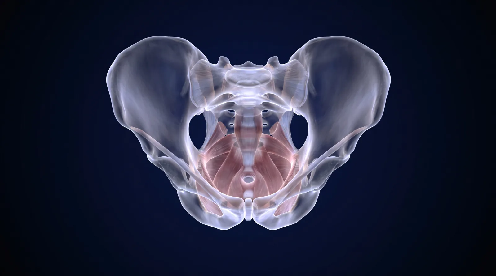 Formen der Inkontinenz – Anatomie des Beckenbodens